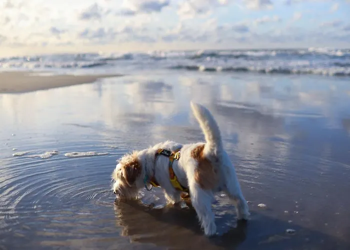 Lägenhet Lubia Baltic Sea, Garden ,parking ,dog Firendly, In Lubiatowo (Pomerania)